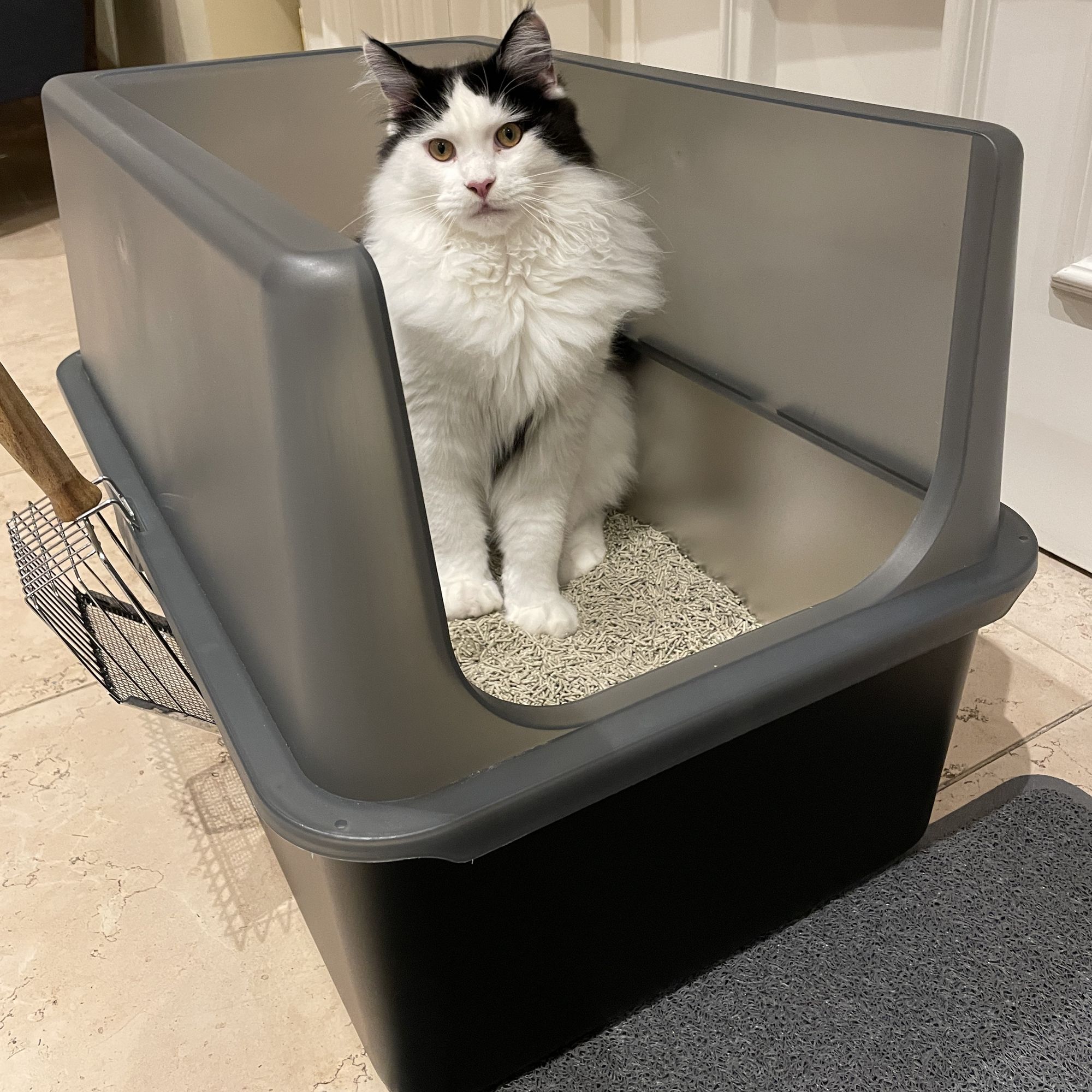 Haube für Katzentoilette XXL - Exklusiv