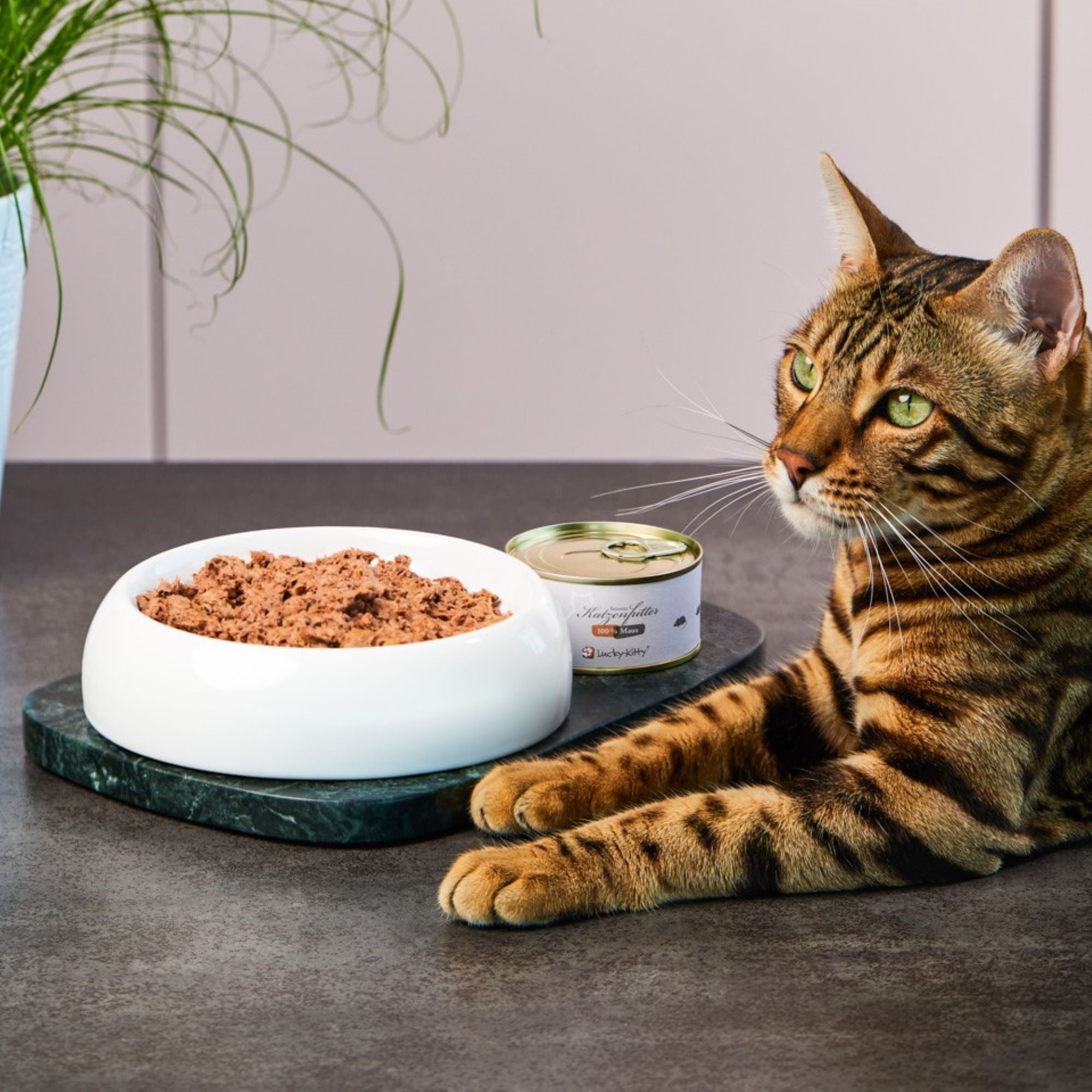 "Try the Mouse": Cat Food Mouse Pure (10x100g) + Bowl FREE