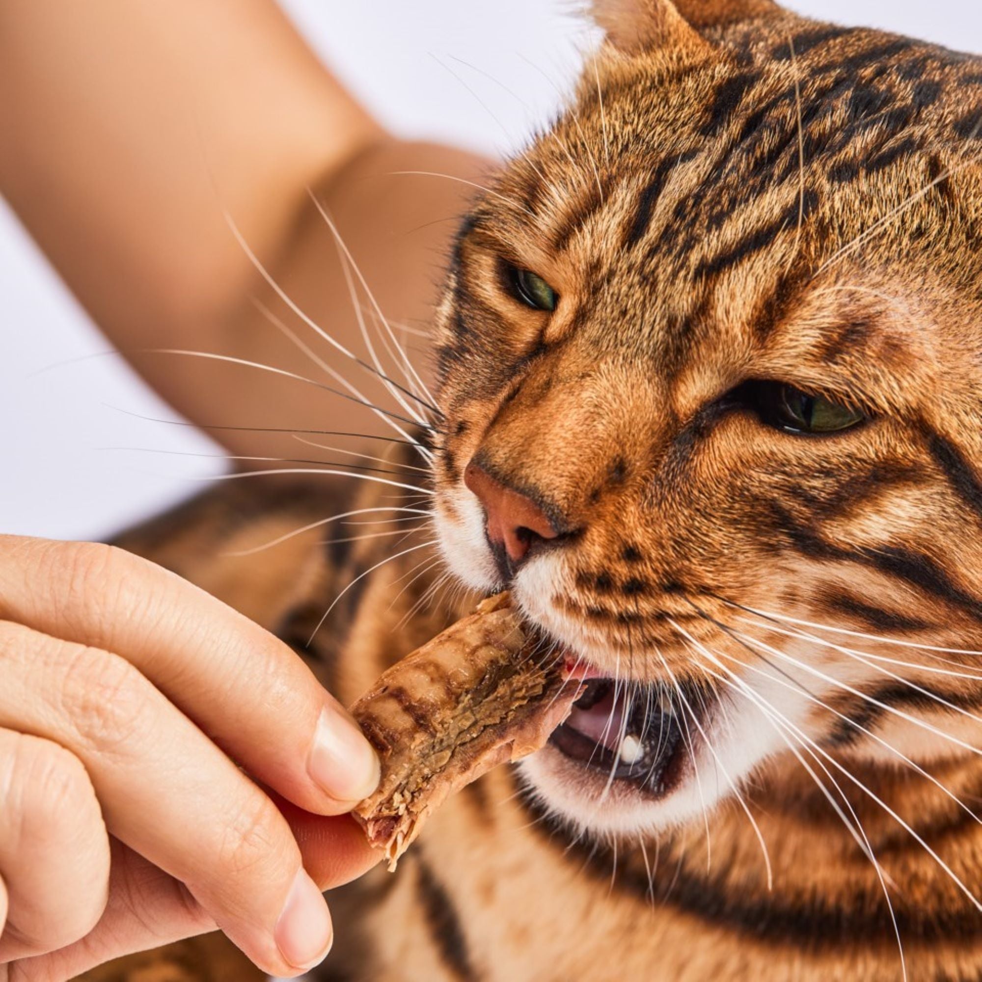 Fillet Sticks Tuna Premium Quality (4 pieces)