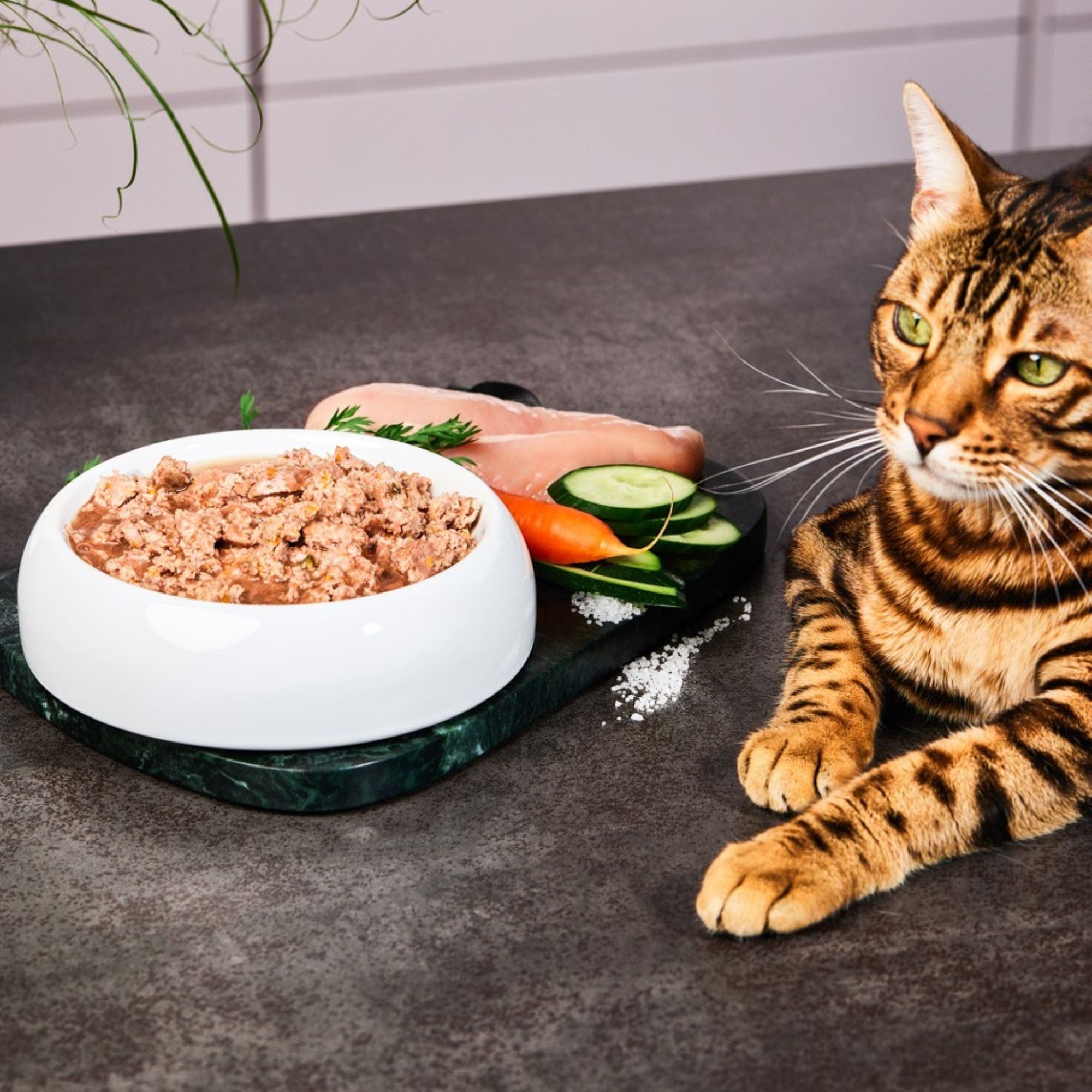 Premium Quality Turkey Cat Food