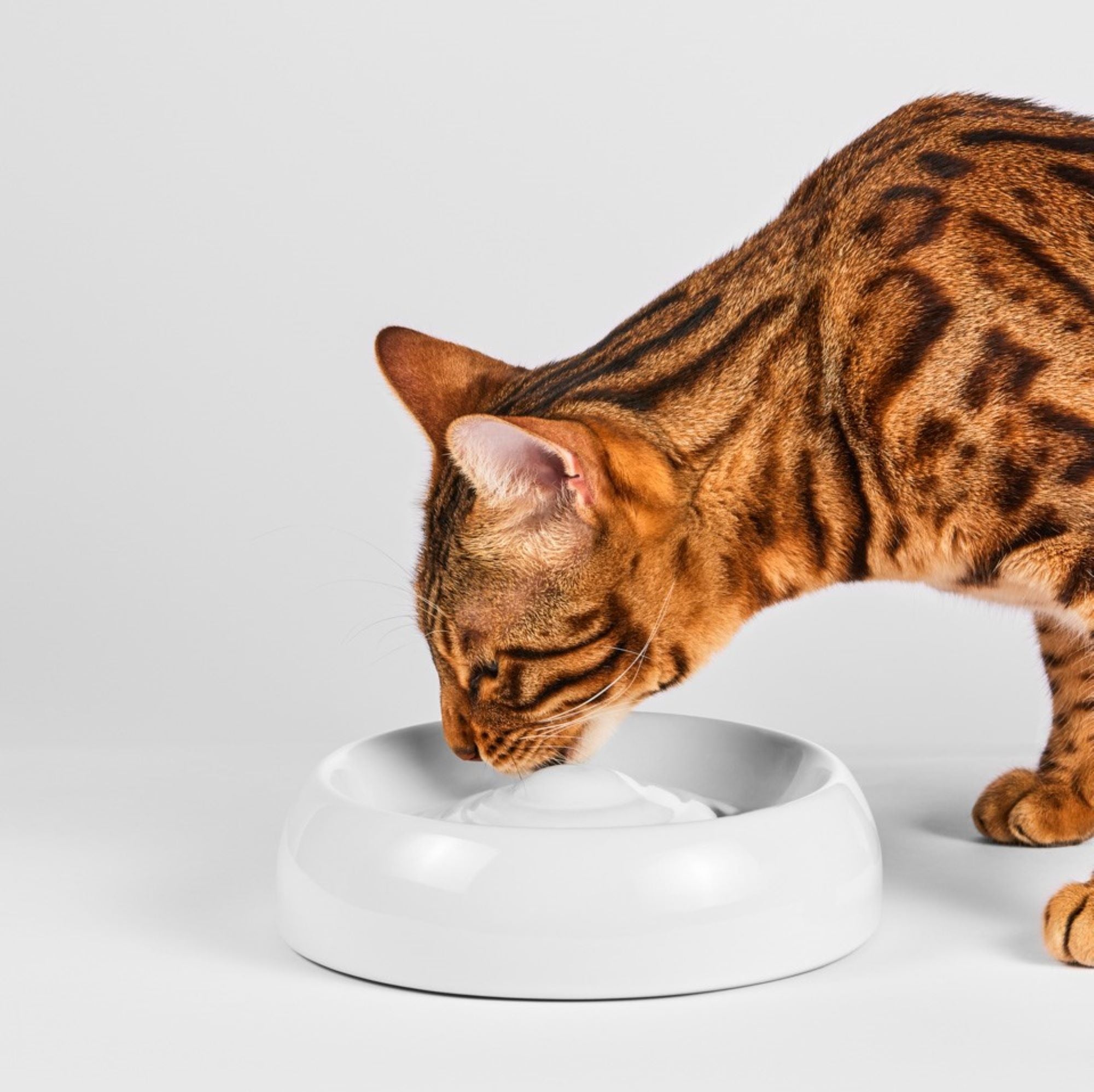 Cat bowl ceramic premium quality