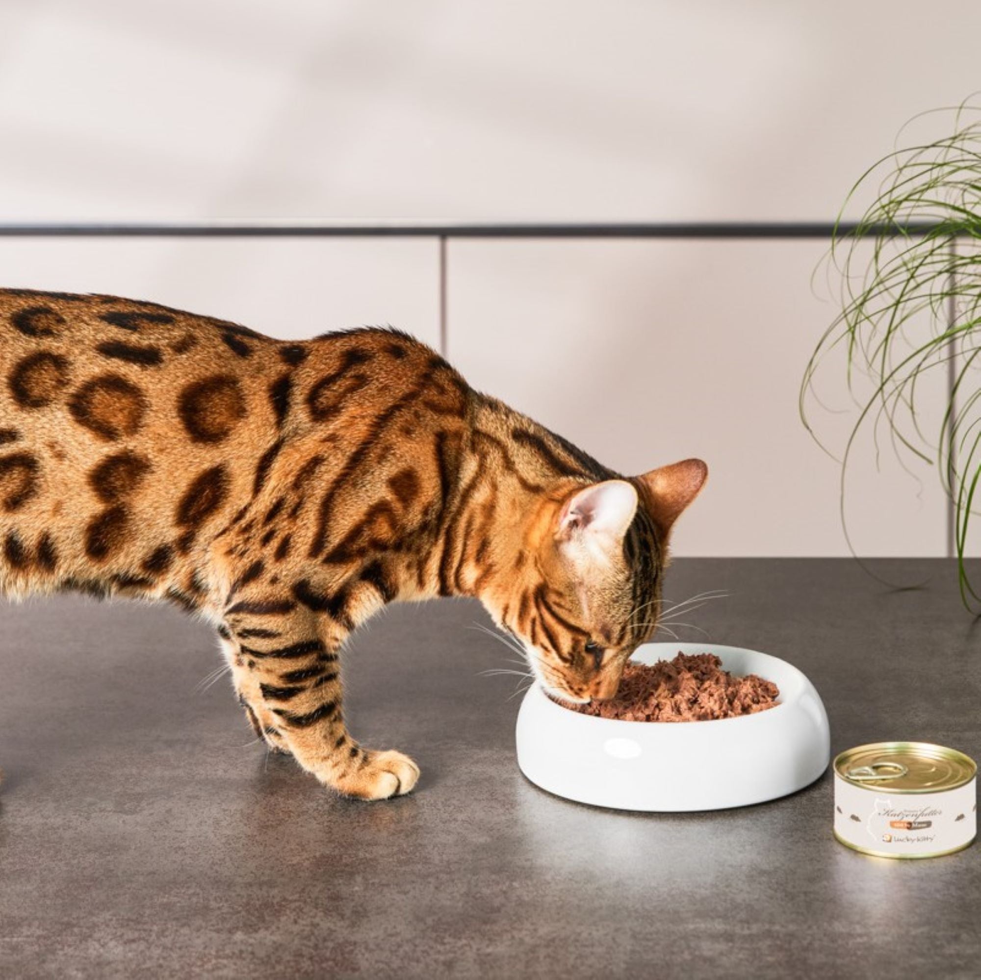 "Try the Mouse": Cat Food Mouse Pure (10x100g) + Bowl FREE