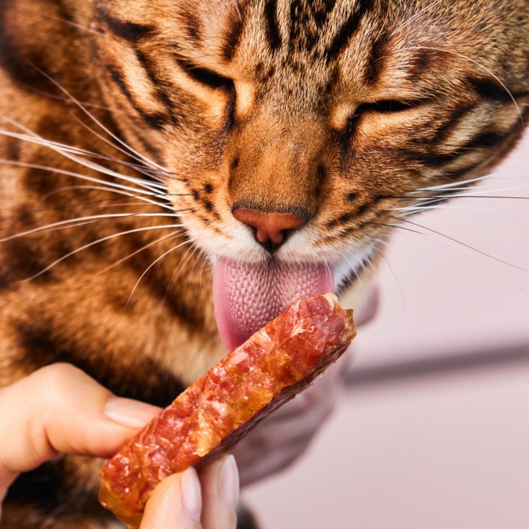 Filet Sticks Rabbit Premium Quality (4 pieces)