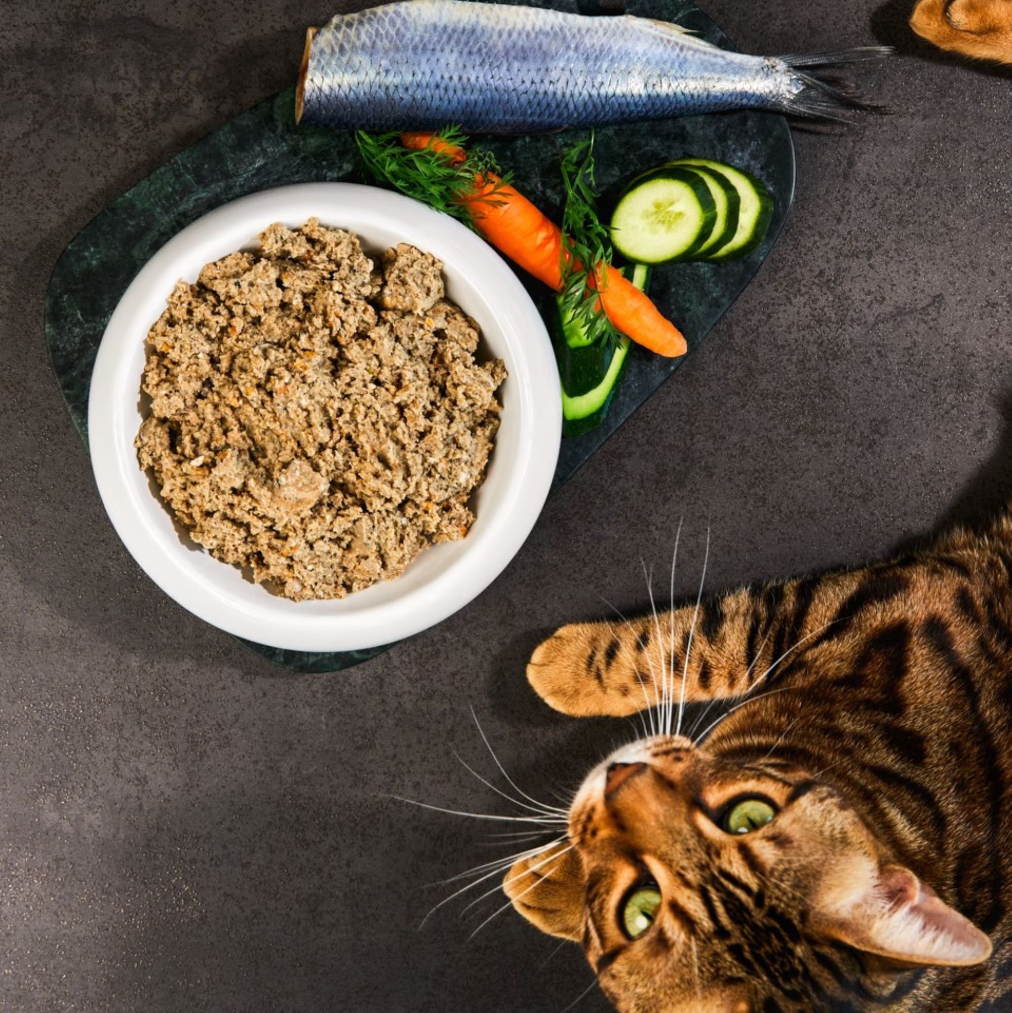 Cat food fish premium quality